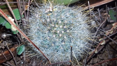 Mammillaria aurihamata
