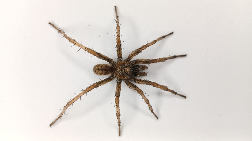 Iberesia