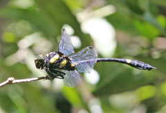 Gomphidictinus perakensis