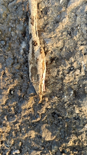 Sahyadri Hills Whipsnake
