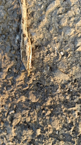 Sahyadri Hills Whipsnake