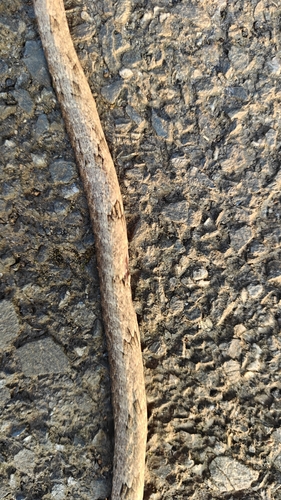 Sahyadri Hills Whipsnake