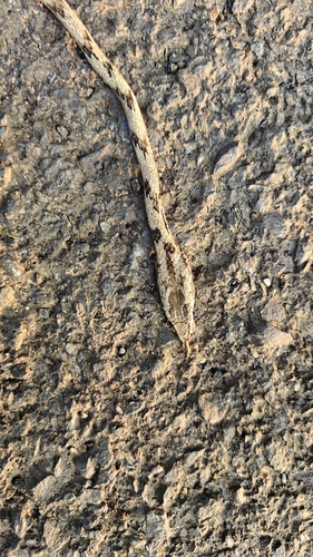 Sahyadri Hills Whipsnake