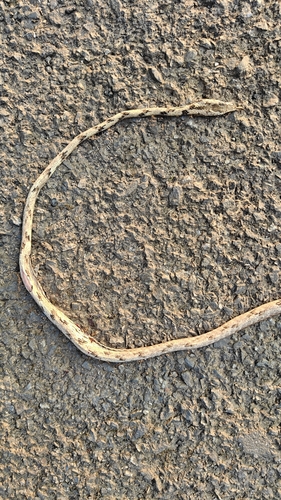 Sahyadri Hills Whipsnake