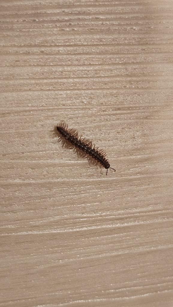 Common Pink Flat-back from North East, MD 21901, USA on November 21 ...