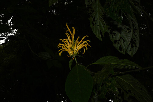 Justicia Umbrosa (Justicia aurea)