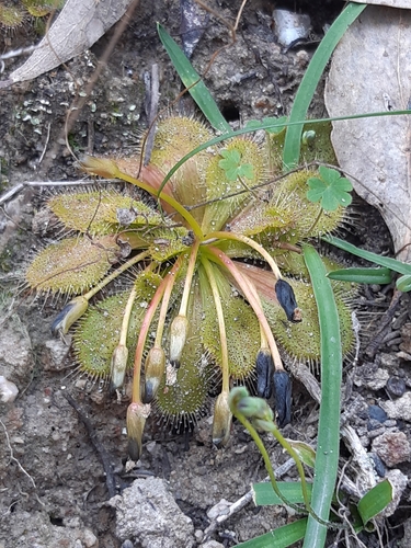 Whittaker's sundew (Drosera whittakeri)