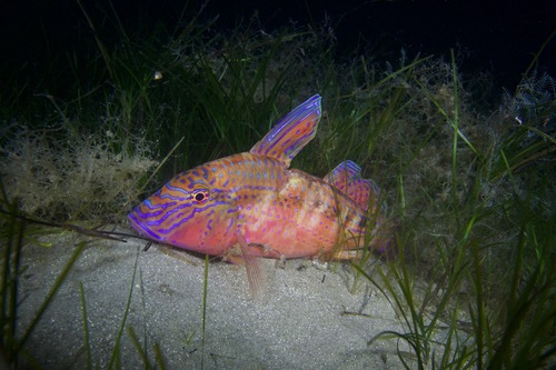 Bluespotted goatfish (Upeneichthys vlamingii) — Mullidae