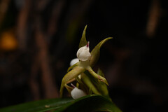 Prosthechea pygmaea, photograph (c) Anders Hastings, some rights reserved (CC BY)