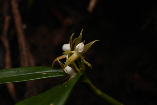 Prosthechea pygmaea, photograph 2
