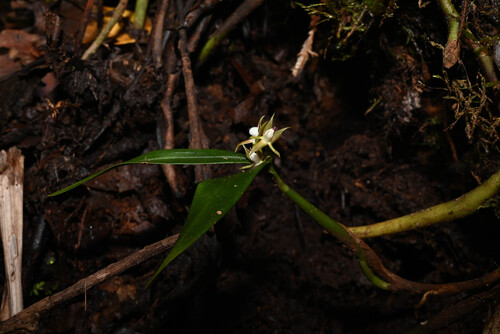 Prosthechea pygmaea, photograph 3