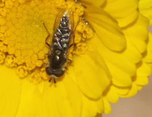 Unknown species found near Cornville, AZ 86325, USA