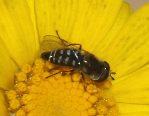 Unknown species found near Cornville, AZ 86325, USA