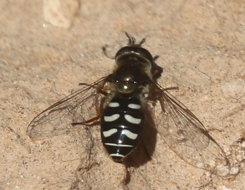 Unknown species found near Cornville, AZ 86325, USA