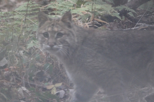 Eastern Bobcat photographed in Pennsylvania