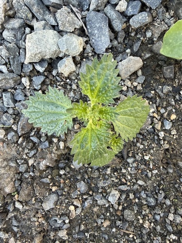 iNaturalist observation photo of Dwarf Nettle