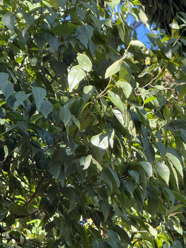 Ruprechtia laxiflora