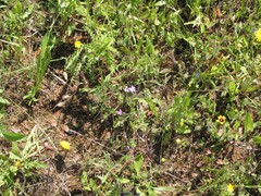 Ornithopus compressus