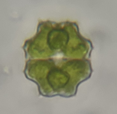 Euastrum sibiricum