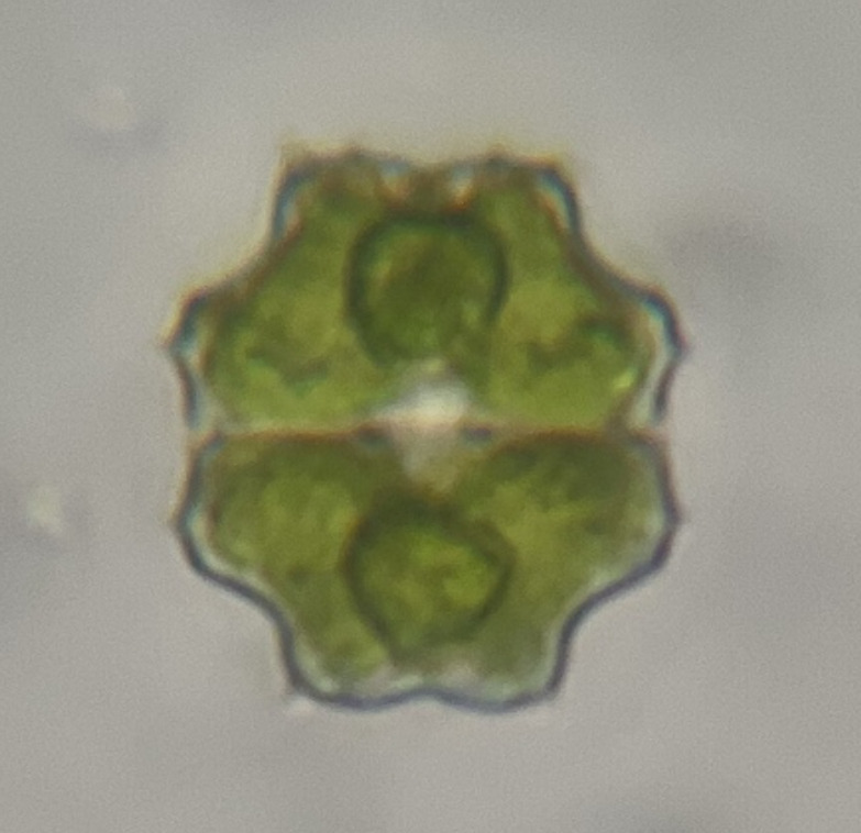Euastrum sibiricum