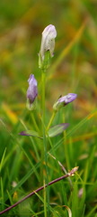 Gentianella propinqua propinqua