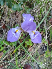 Iris unguicularis
