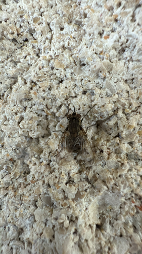 Unknown species found near Sienna Dr, College Station, TX, US
