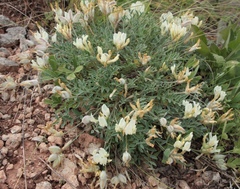 Astragalus helmii