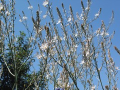 Asphodelus serotinus