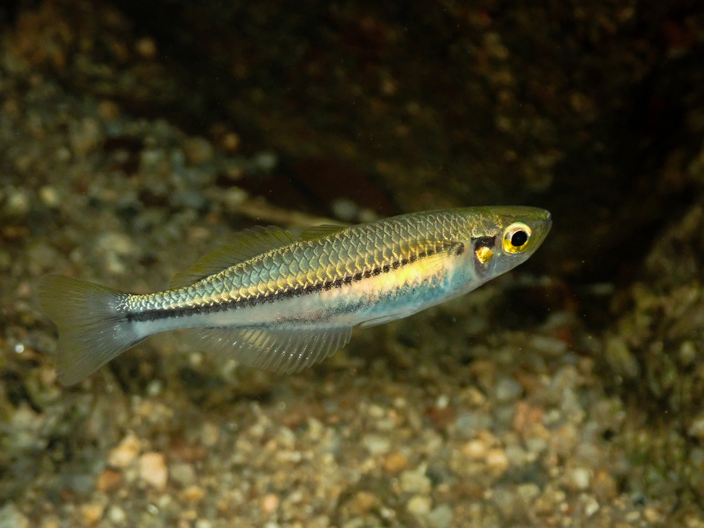 Cairns rainbowfish (Cairnsichthys rhombosomoides) — Melanotaeniidae