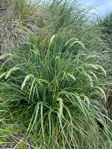 Poa foliosa observed 2025-12-02