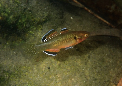 Australian carp-gudgeon (Hypseleotris compressa) — Eleotridae