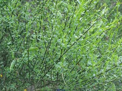 Cytisus arboreus