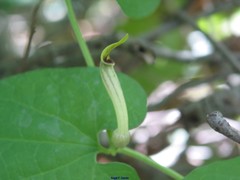 Aristolochia paucinervis