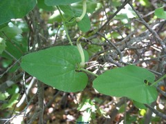 Aristolochia paucinervis