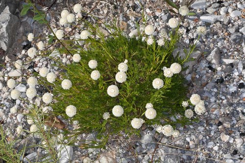 Santolina pinnata
