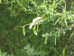 Cytisus grandiflorus