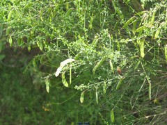 Cytisus grandiflorus