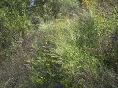 Rumex induratus