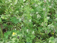 Torilis arvensis neglecta