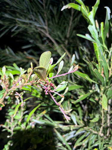 Grevillea parvula, photograph 3
