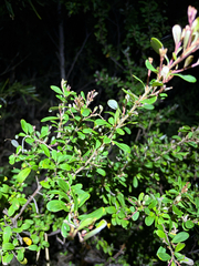 Grevillea parvula, photograph (c) Bryce Watts-Parker, some rights reserved (CC BY)