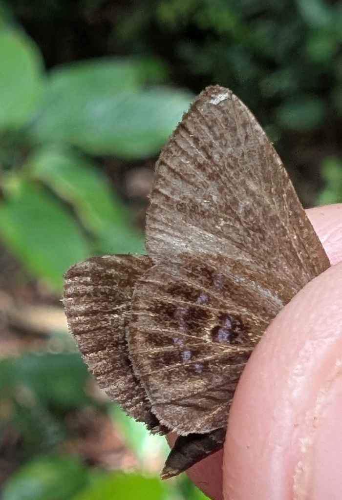 Eutocus fosca