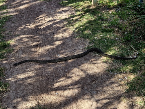 Diamond Python sighting