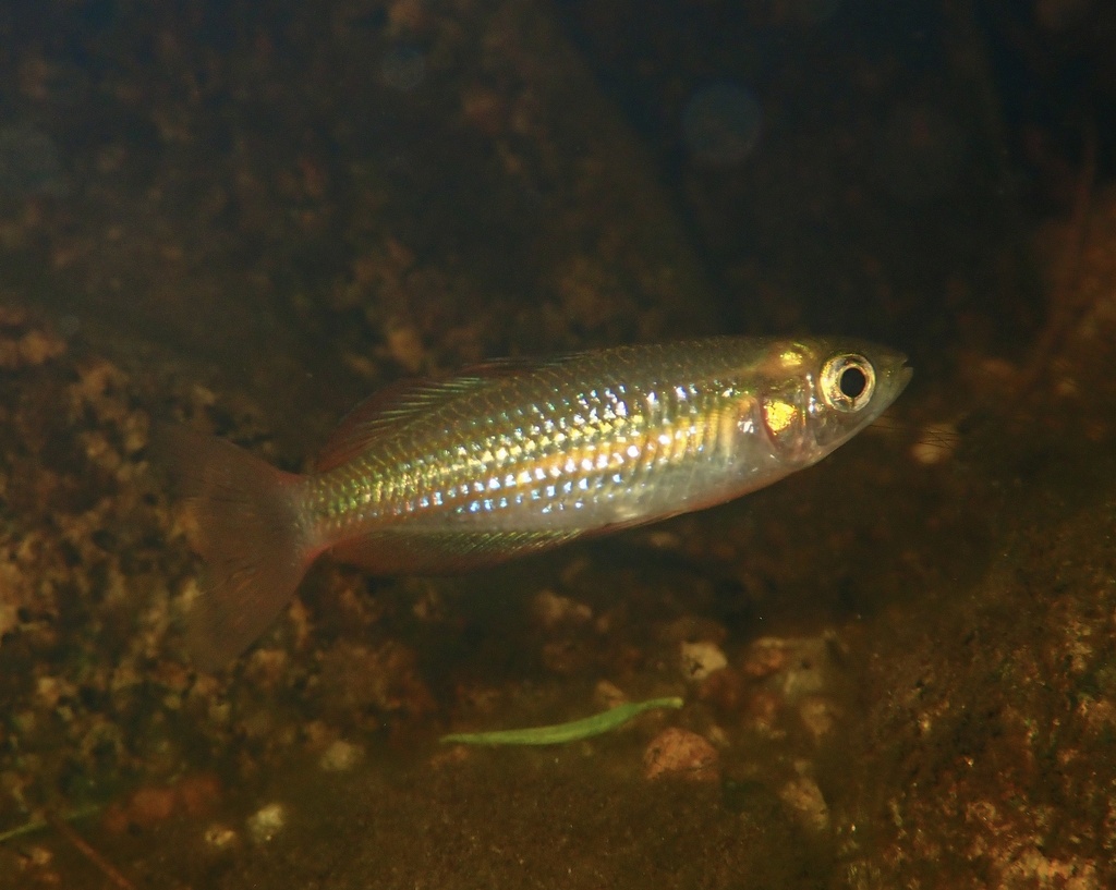 Lake Eacham rainbowfish (Melanotaenia eachamensis) — Melanotaeniidae