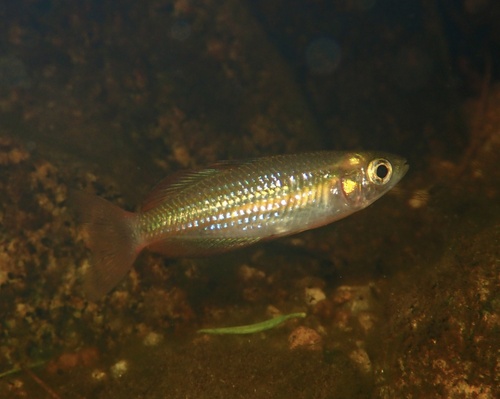 Lake Eacham rainbowfish (Melanotaenia eachamensis) — Melanotaeniidae