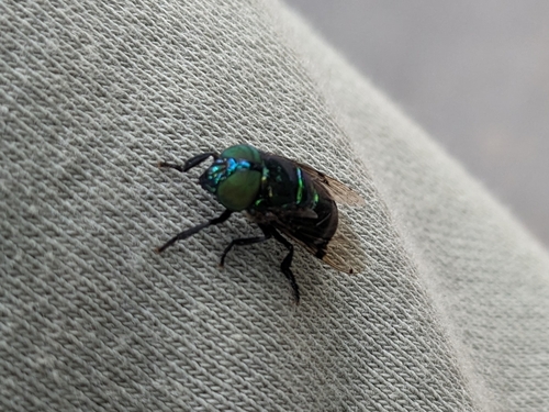 Unknown species found near McAllen, TX 78503, USA