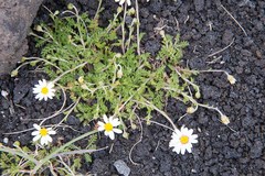 Anthemis aetnensis