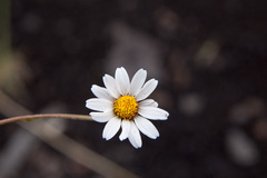Anthemis aetnensis