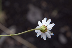 Anthemis aetnensis